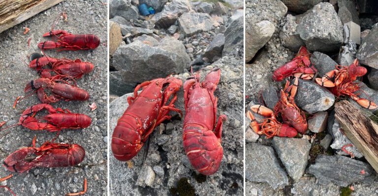 Forutan restar etter eit godt hummarmåltid i fjøresteinane, fann tipsaren vår I alt sju urørte, kokte humrar på Skjongholmen. (Foto: Tipsar)