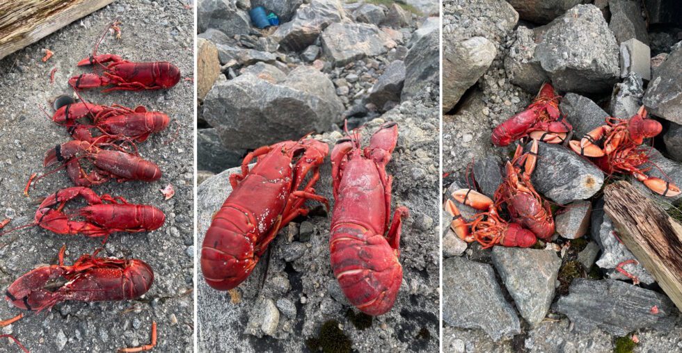 Forutan restar etter eit godt hummarmåltid i fjøresteinane, fann tipsaren vår I alt sju urørte, kokte humrar på Skjongholmen. (Foto: Tipsar)